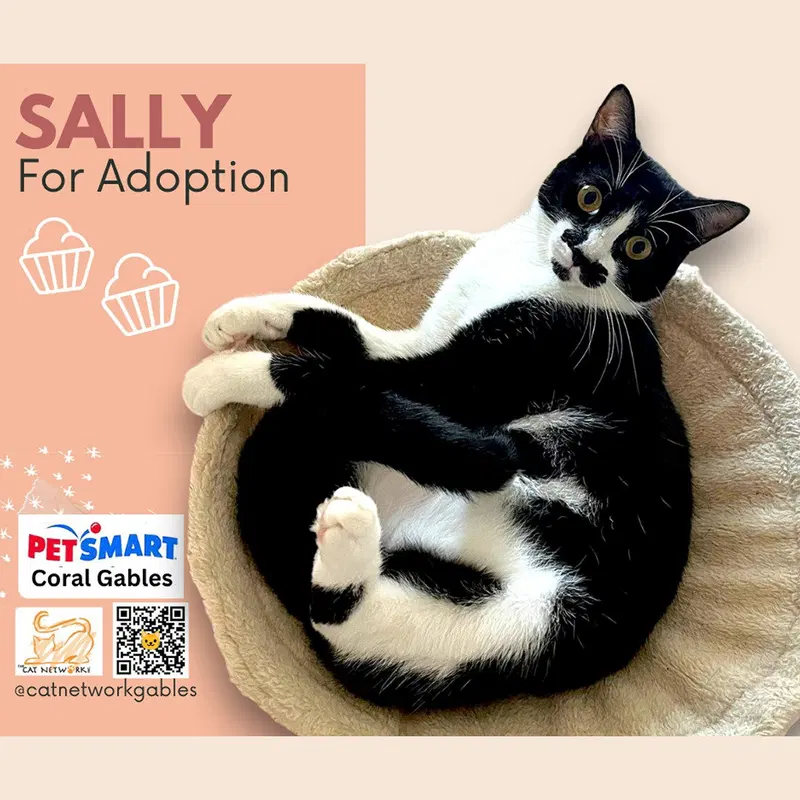 Sally, a young female cat up for adoption