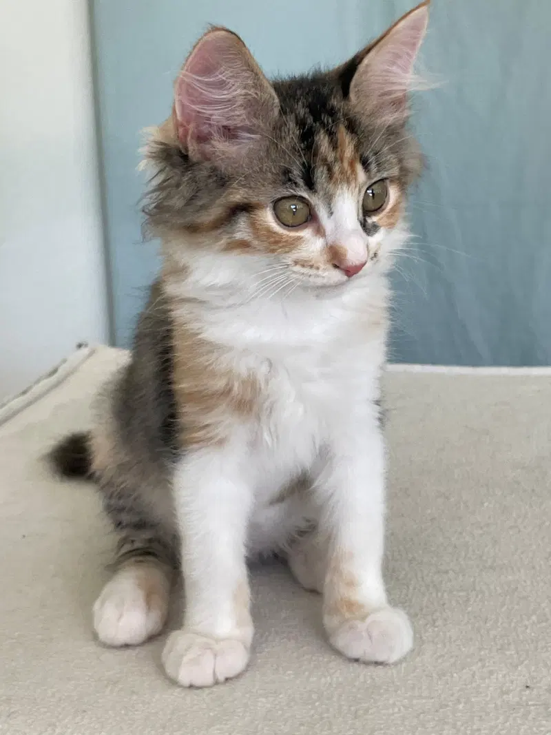 Minx, a female kitten up for adoption