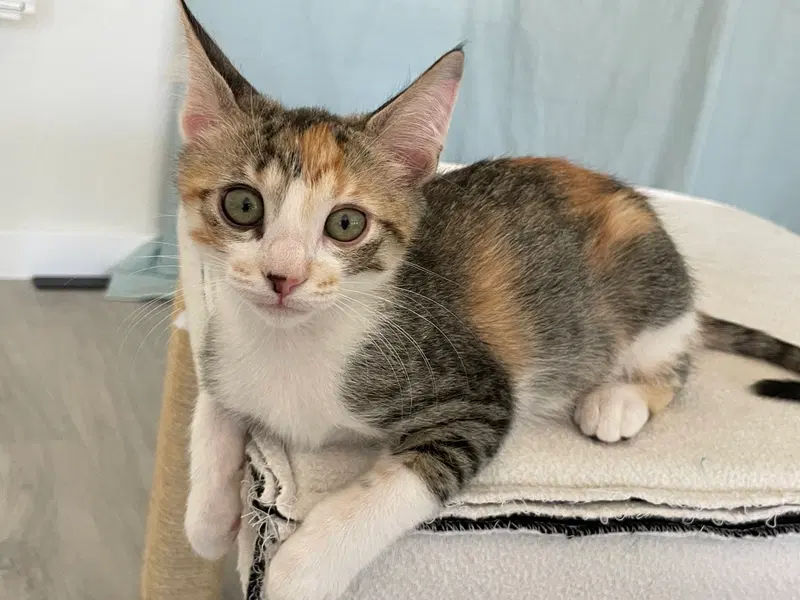 Chenille, a female kitten up for adoption