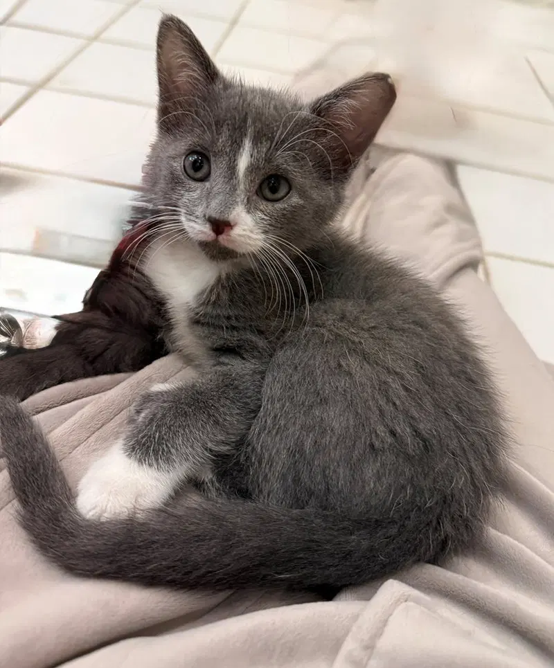 Brillo, a female Russian Blue kitten up for adoption