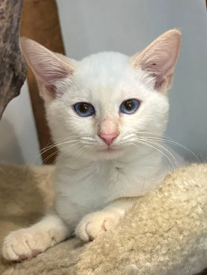 Scrubbing Bubbles, a young female Siamese cat up for adoption