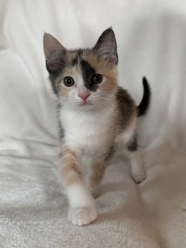 Juju, a female kitten up for adoption