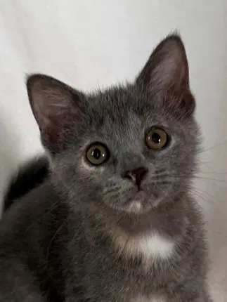 Sugar Baby, a female Dilute Tortoiseshell kitten up for adoption