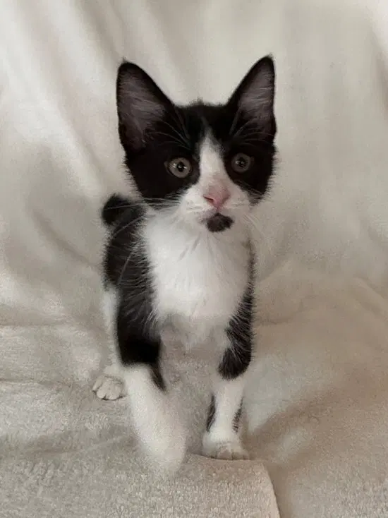 York, a young male cat up for adoption