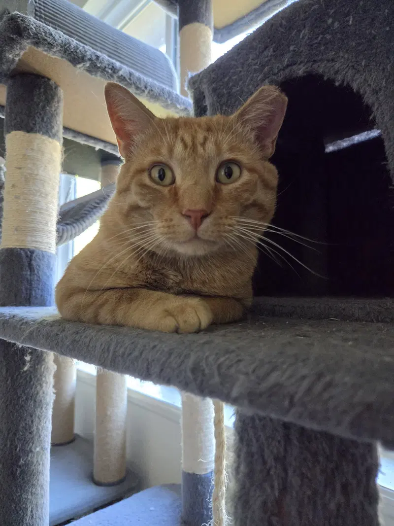 Doolin, an adult male cat up for adoption