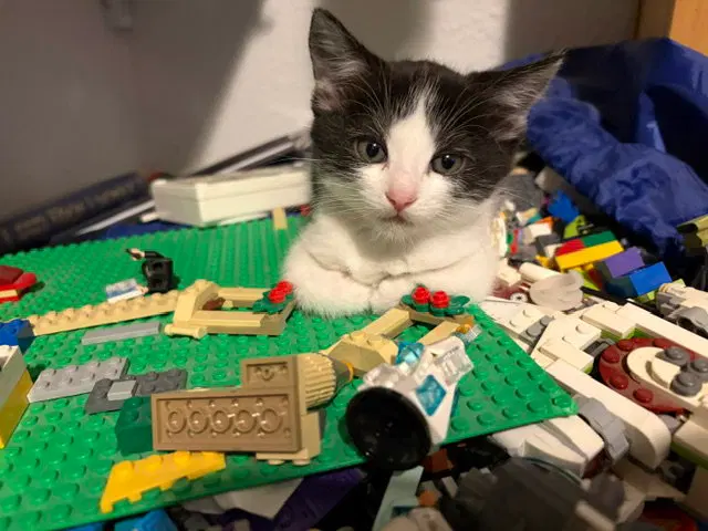 Holstein, a young female cat up for adoption