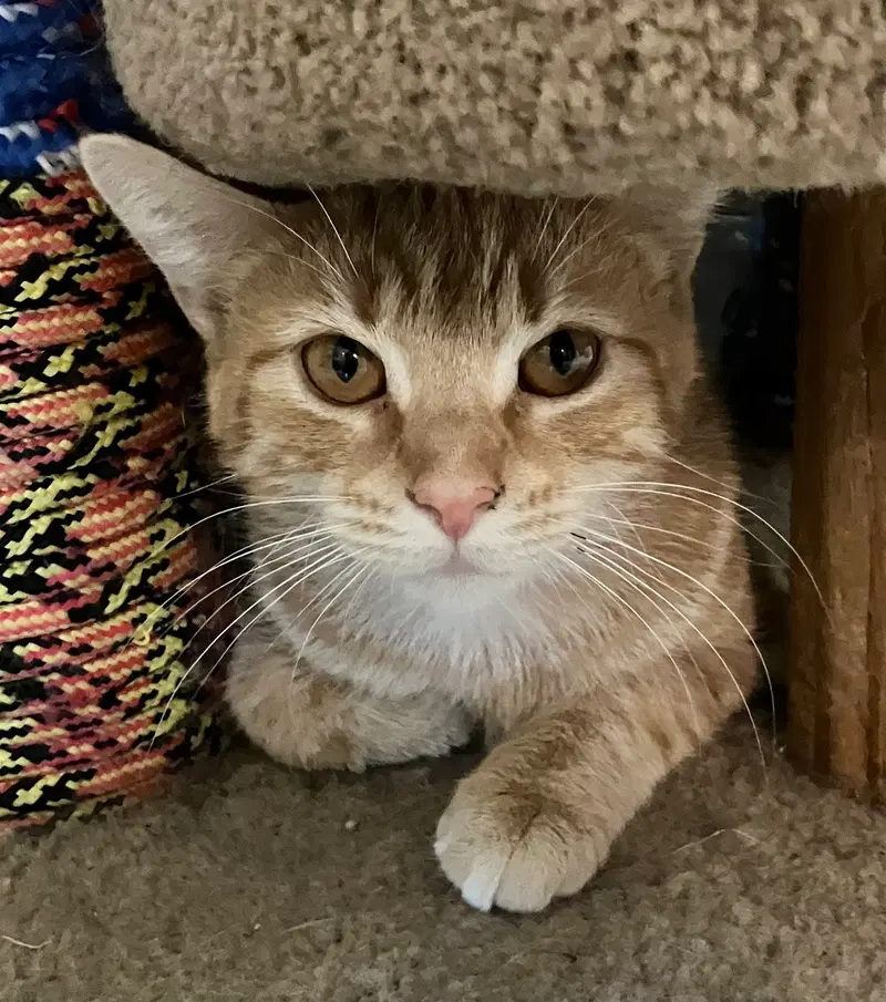 Reba, an adult female cat up for adoption