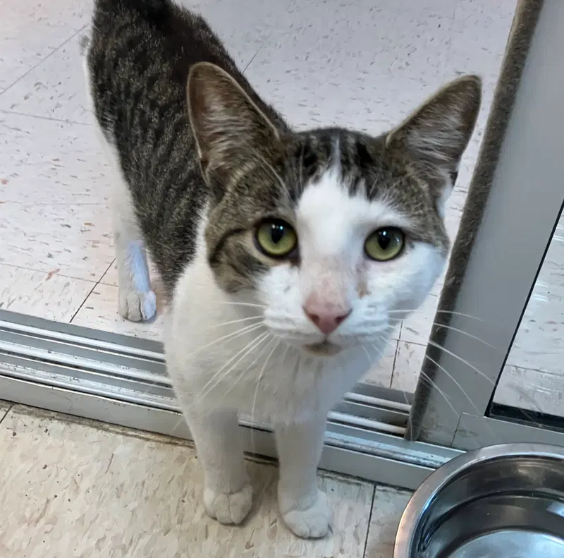 Winslow, a young male Tabby cat up for adoption