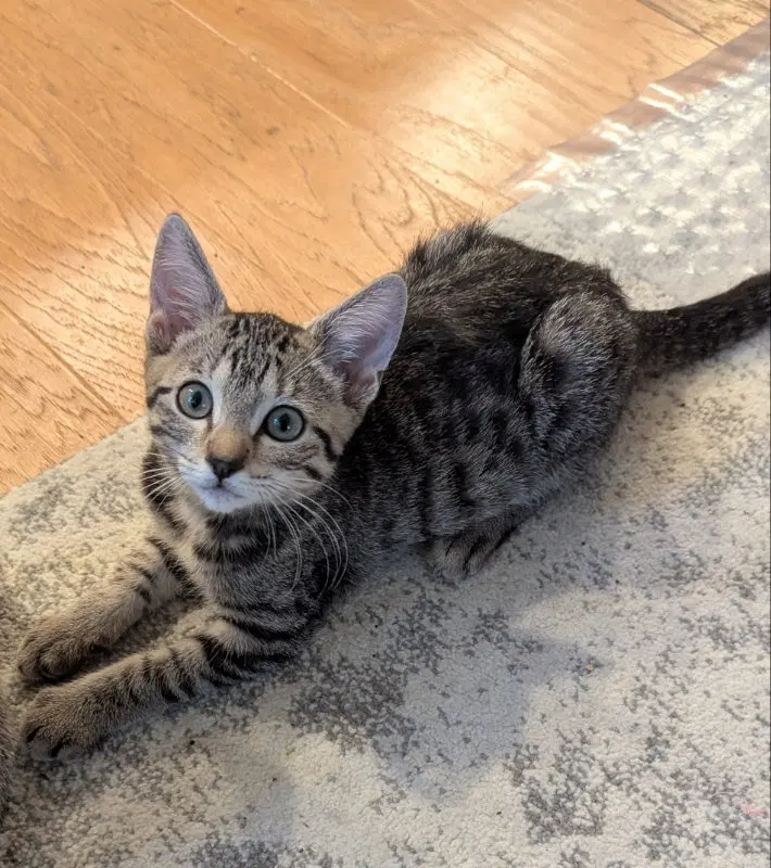 Laezel, a young female Tabby cat up for adoption