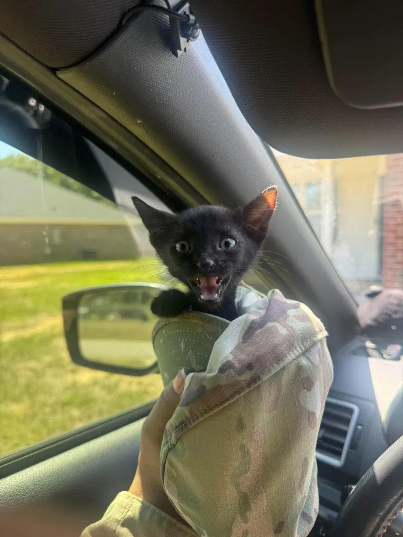 Sweet T, a male cat up for adoption
