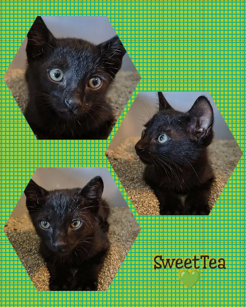 Sweet T, photo 3