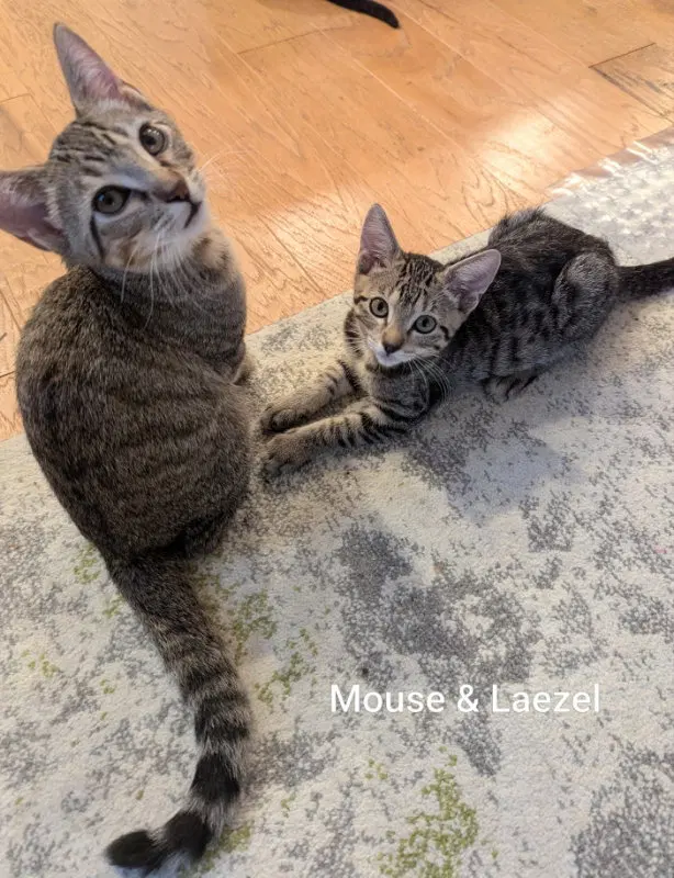 Laezel, photo 3