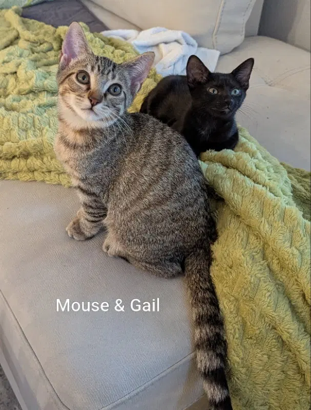Mouse, a young male Tabby cat up for adoption