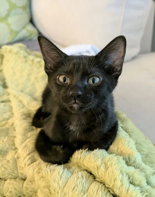 Gail, a young female cat up for adoption