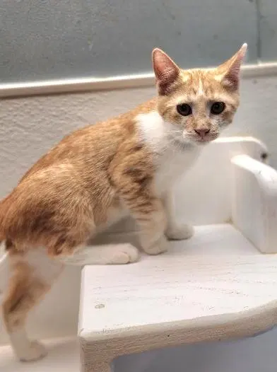 Kitten 28006, photo 2