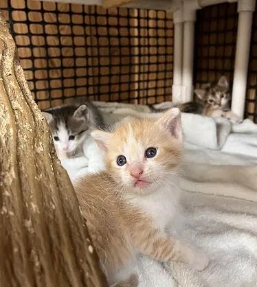 Kitten 28006, photo 3