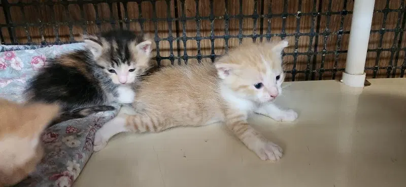 Kitten 28006, photo 4