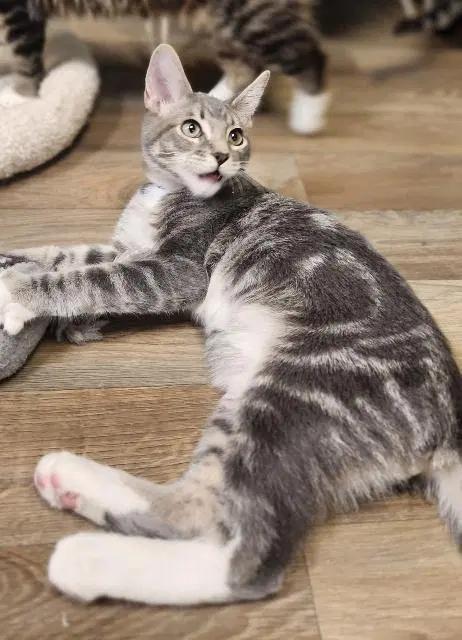 Kitten, a male Tabby kitten up for adoption