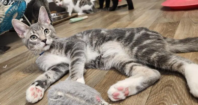 Kitten, photo 2