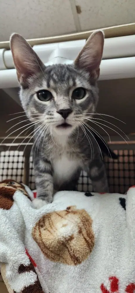 Kitten, photo 3