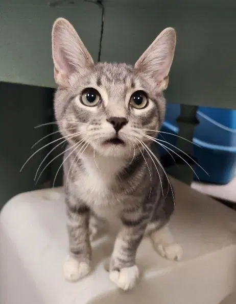 Kitten, photo 4