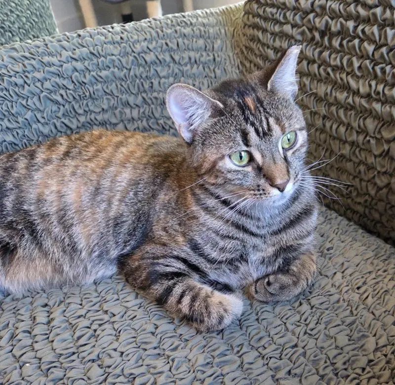 Jill Monroe, a young female cat up for adoption