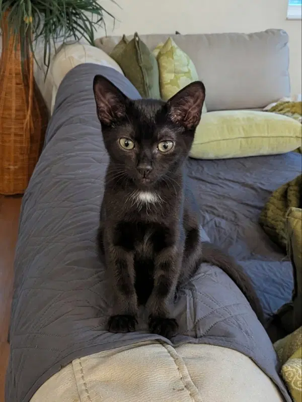 Shadowheart, a young female cat up for adoption