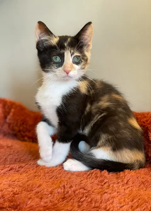 Watch the video of Loretta