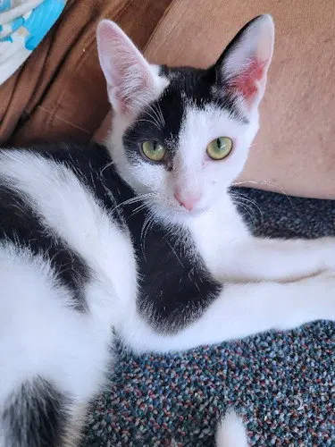 Happy, a young male cat up for adoption