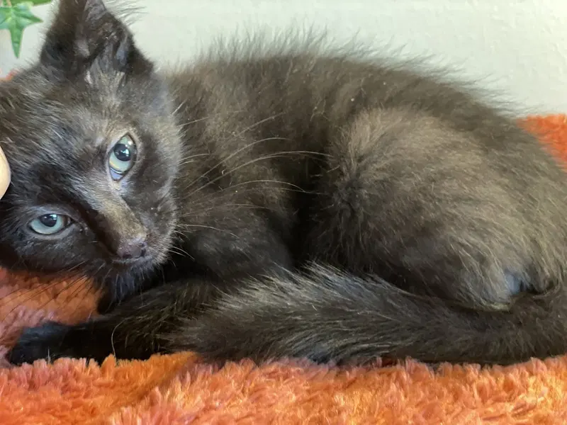 Hank, a male Tabby kitten up for adoption