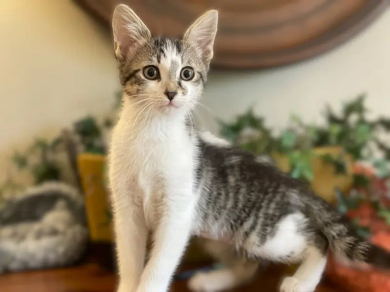 Dolly, a female Tabby kitten up for adoption