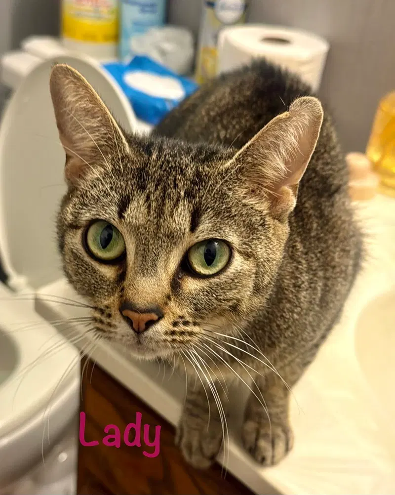 Lady, a young female cat up for adoption