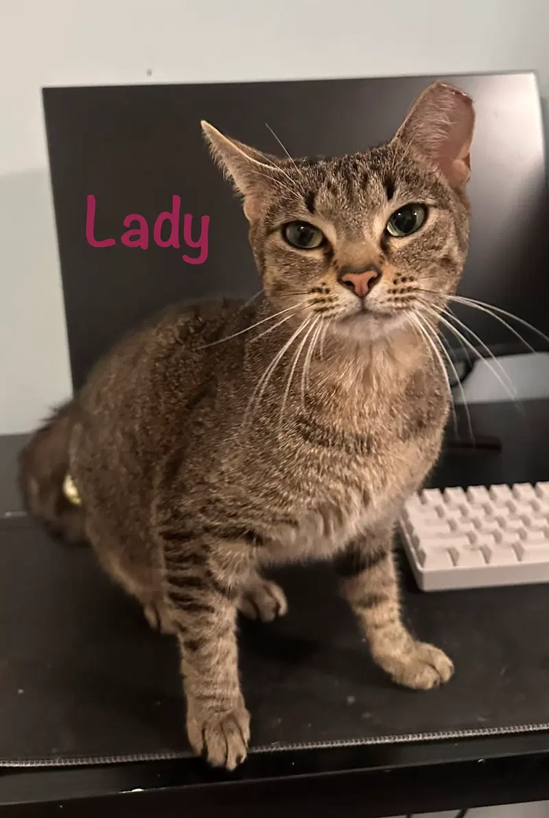 Lady, photo 2
