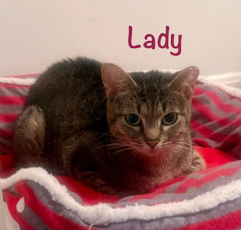 Lady, photo 3