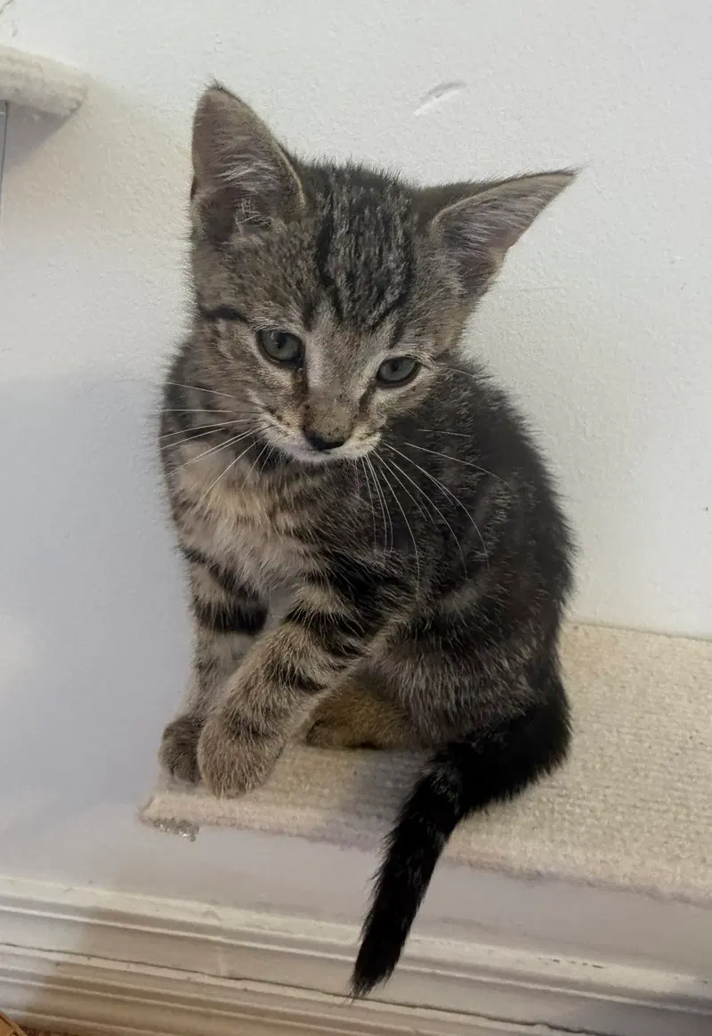 Jg Litter Rizo, a female kitten up for adoption