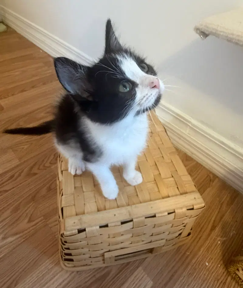 Jg Litter Frenchie, a female kitten up for adoption