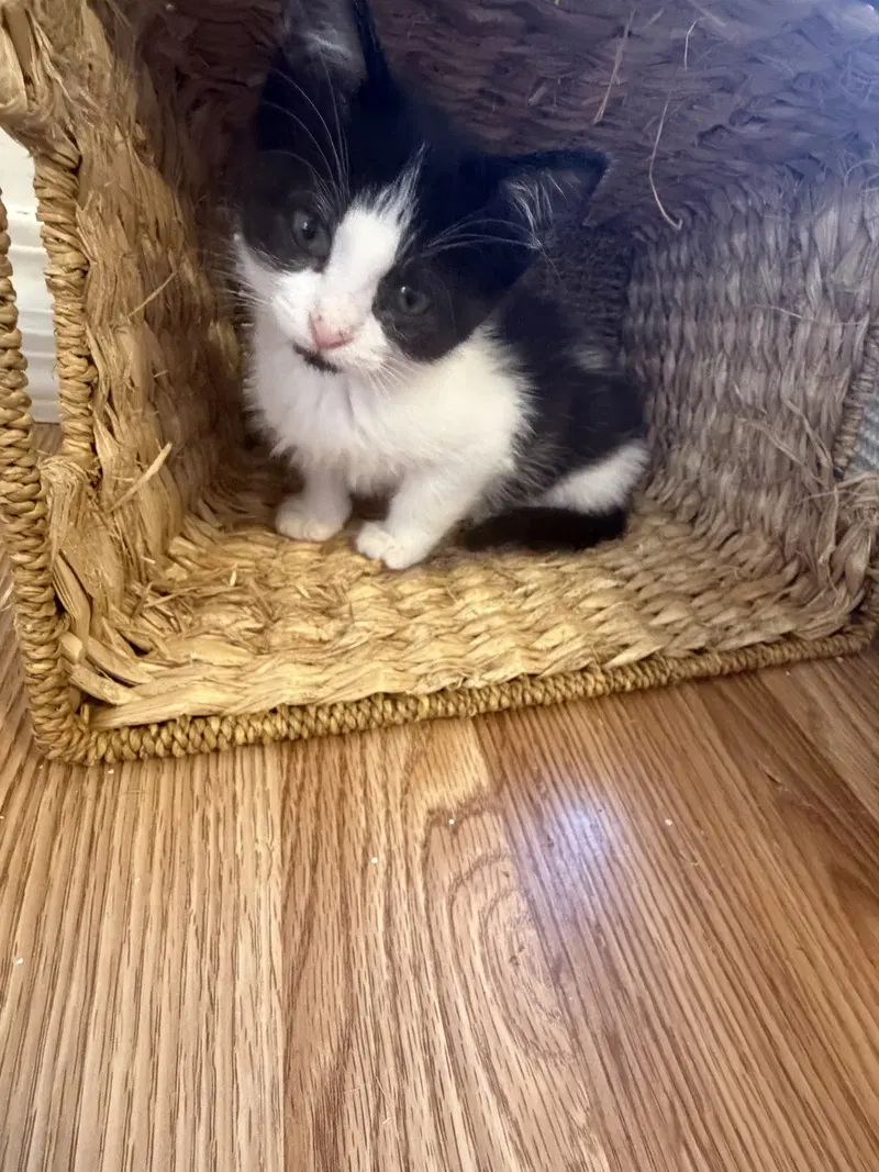 Jg Litter Frenchie, photo 3