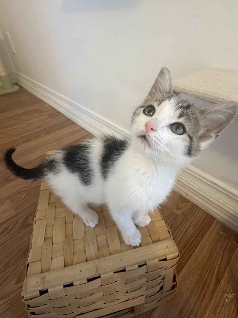 Jg Litter Sandy, a female kitten up for adoption