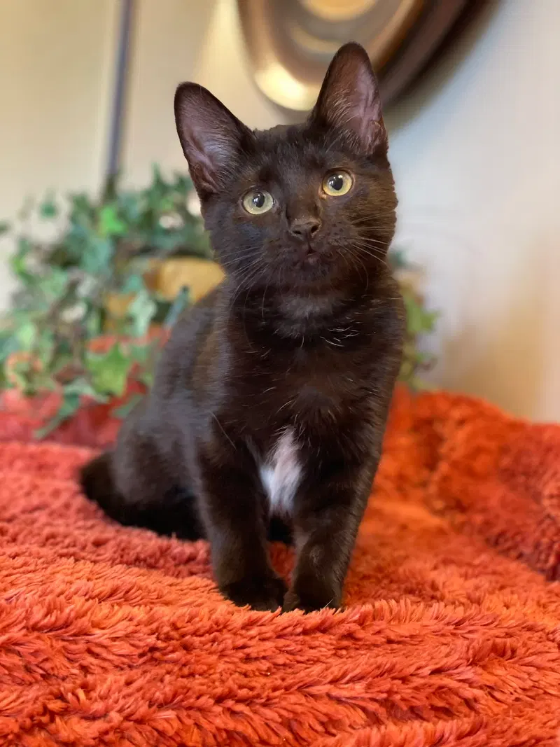 Tucker, a male kitten up for adoption