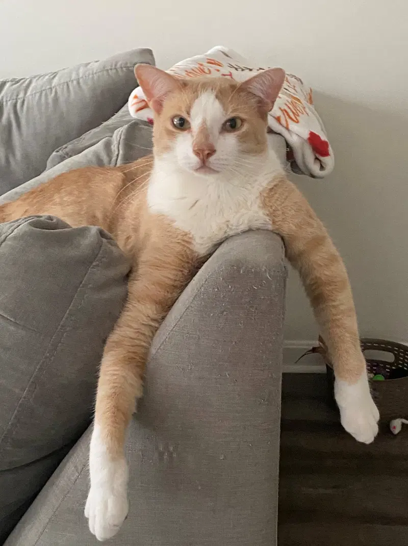 Rocky, an adult male American Shorthair cat up for adoption