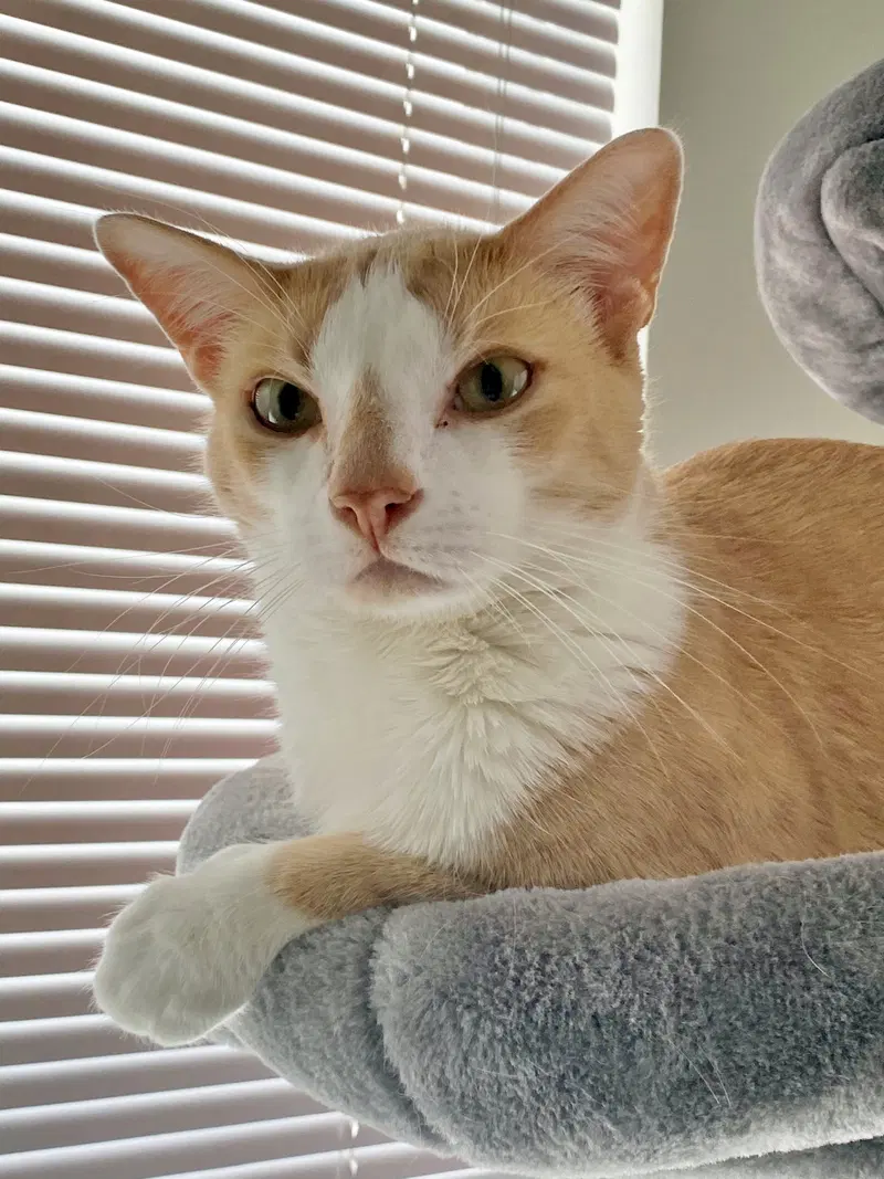 Rocky, photo 2