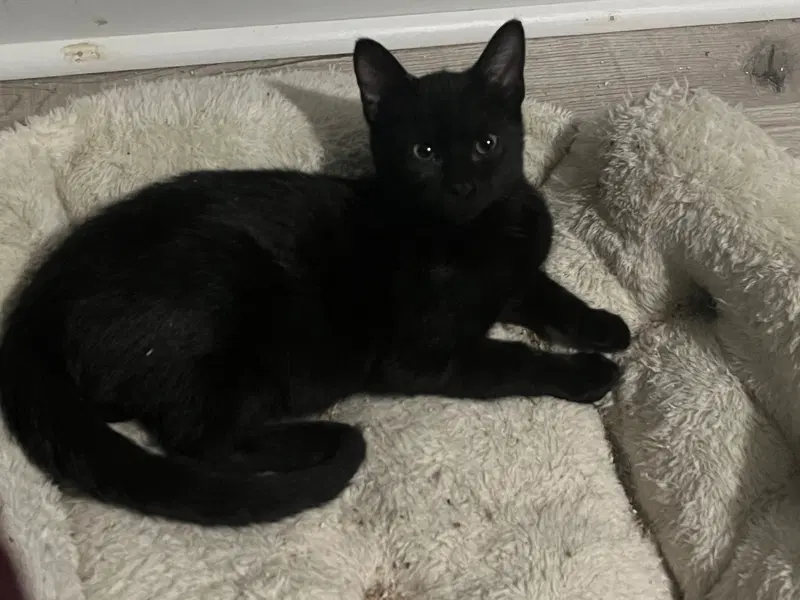 Fizz, a male kitten up for adoption