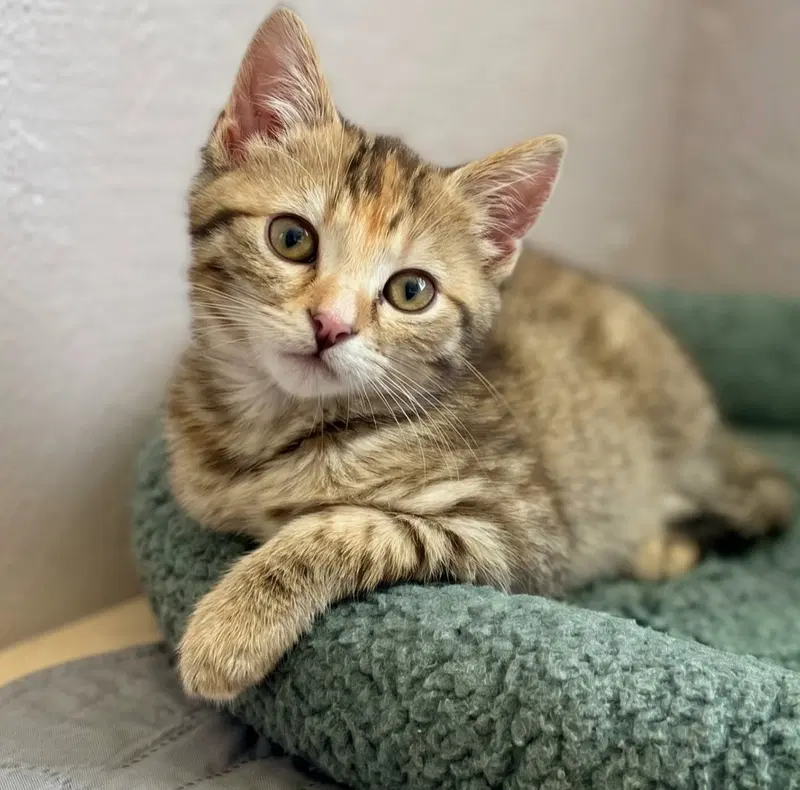 Elora, a female Torbie kitten up for adoption