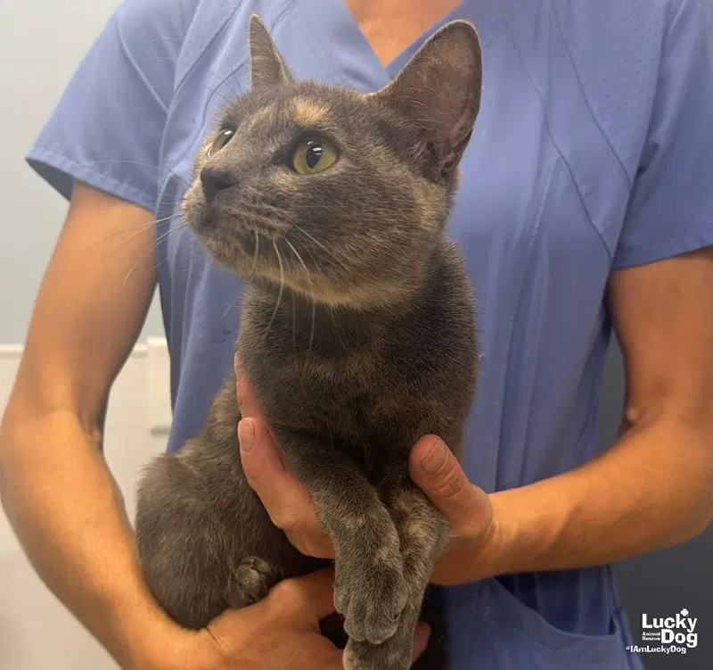 Christina, an adult female cat up for adoption