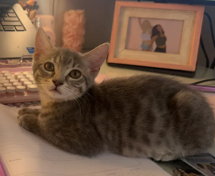 Shadow, a female kitten up for adoption