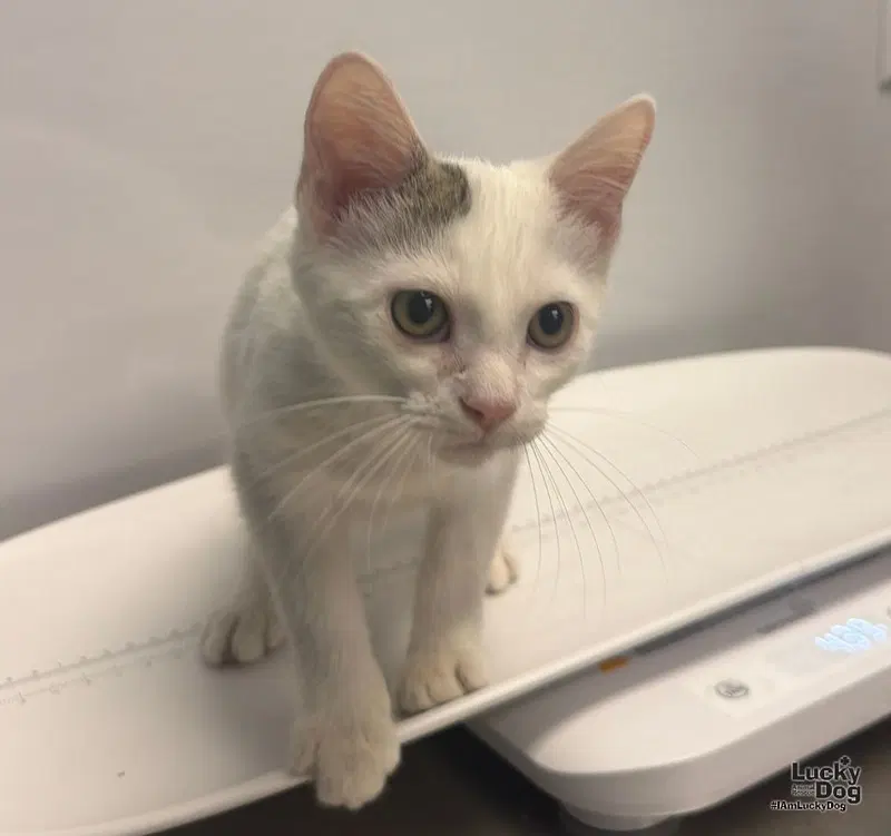 Simo, a male kitten up for adoption