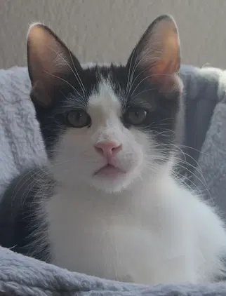 Rembrandt, a male kitten up for adoption