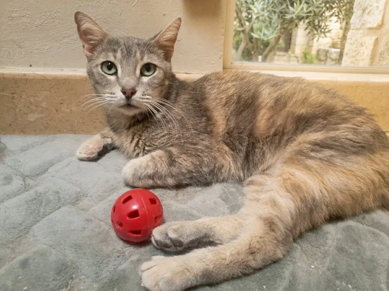 Agatha, photo 6