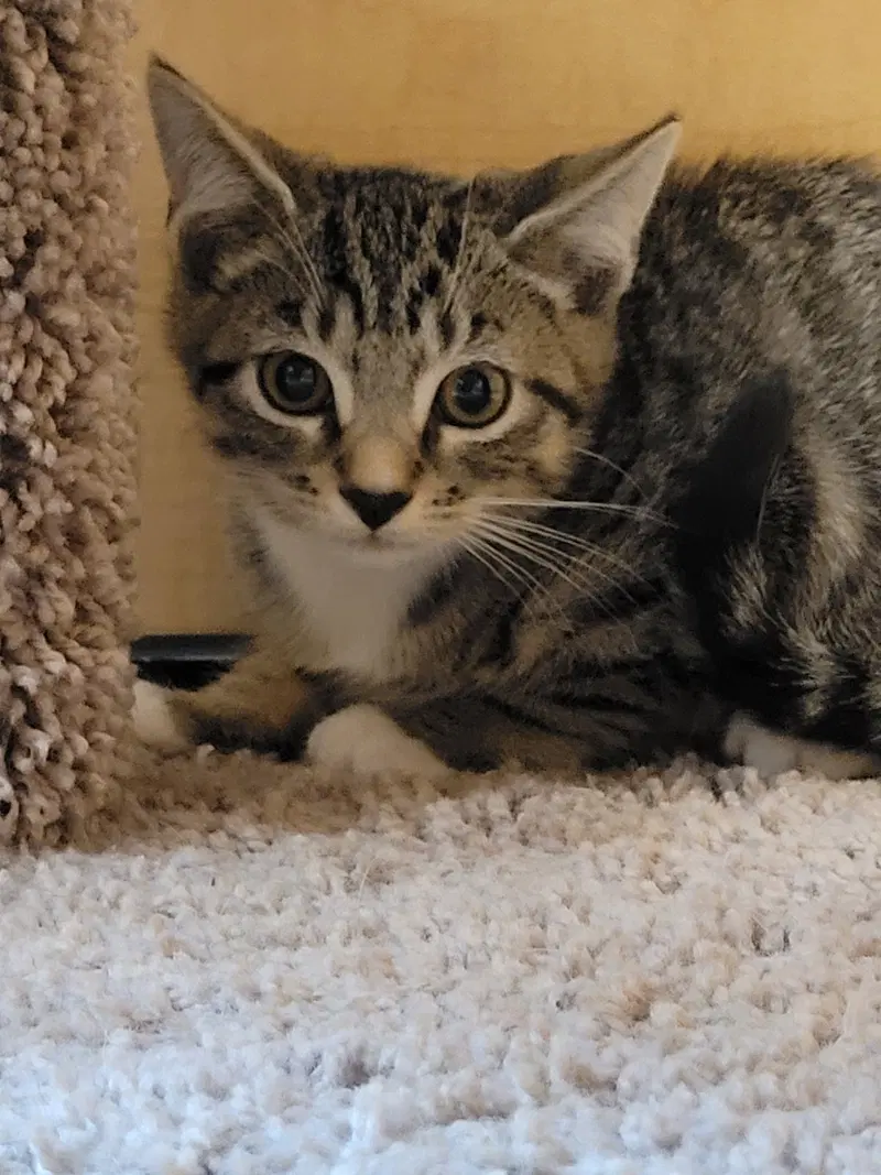 Daffodil, a female kitten up for adoption