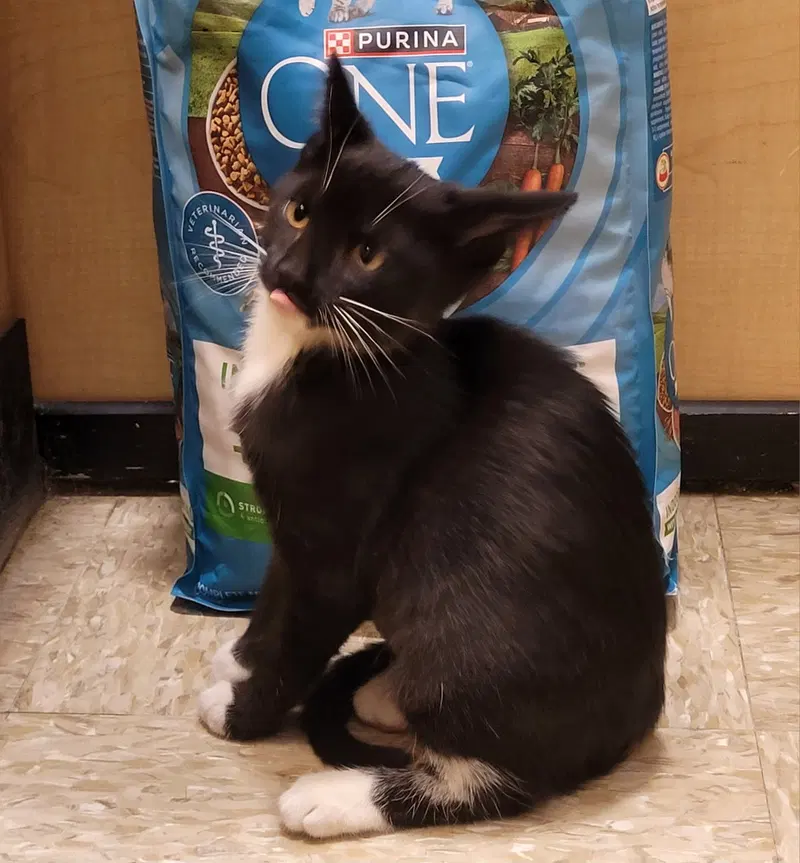 Daisy, a female kitten up for adoption